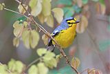 St. Lucia Warbler